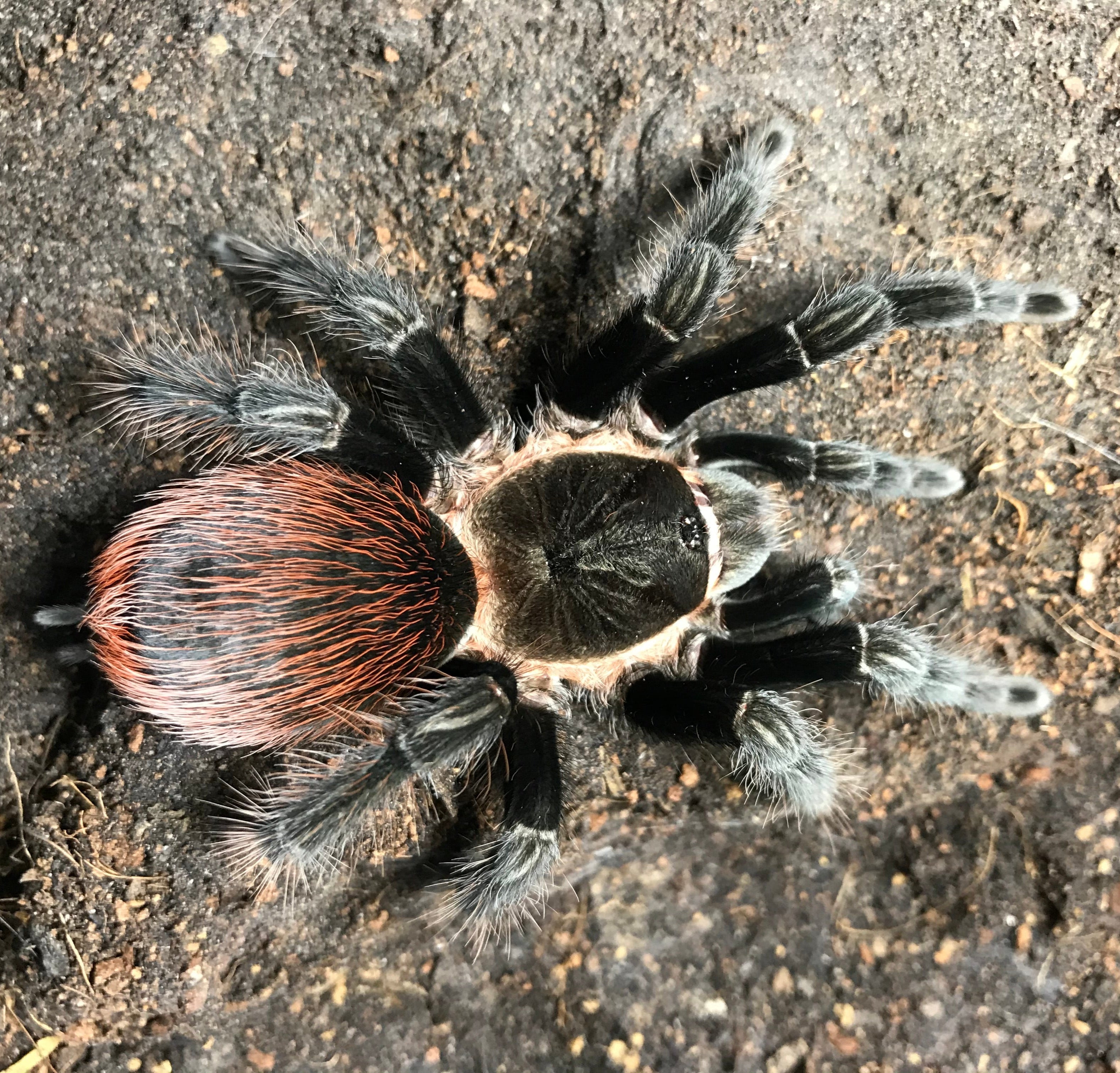 Tliltocatl (Brachypelma) epicureanus (Yucatan Rust-rump) Tarantula