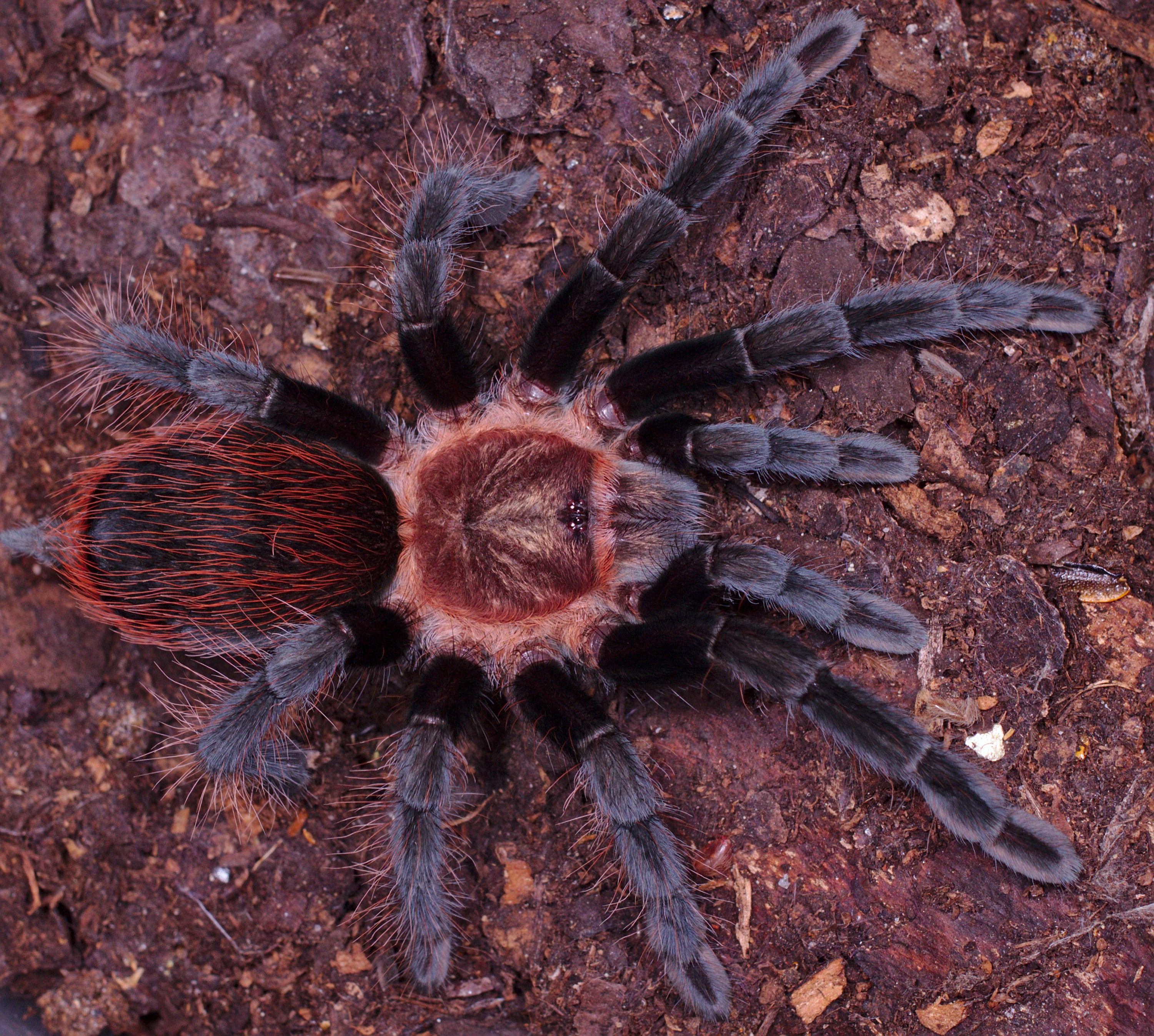 Tliltocatl (Brachypelma) kahlenbergi (Veracruz Red-rump) 1" Bulk