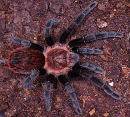TERRESTRIAL GRAB N GO KIT: Tliltocatl kahlenbergi (Veracruz Red-rump) 1.5"+