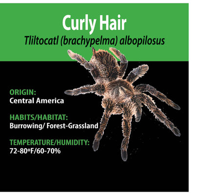 TERRESTRIAL GRAB N GO KIT: Tliltocatl albopilosus (Curly Hair) 1.5"+