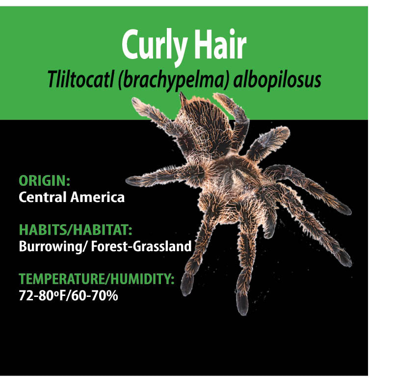 KIT PARA LLEVAR: Tliltocatl albopilosus (cabello rizado)
