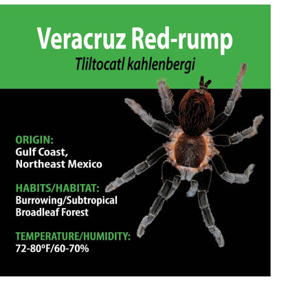TERRESTRIAL GRAB N GO KIT: Tliltocatl kahlenbergi (Veracruz Red-rump) 1.5"+