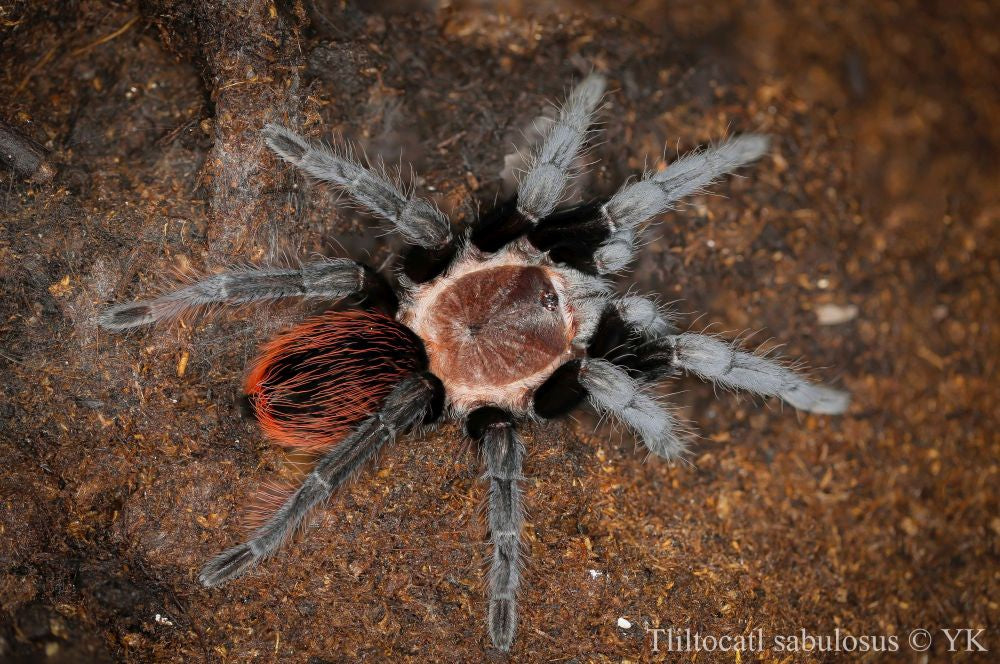 Tliltocatl (Brachypelma) sabulosus (Guatemalan Red-rump) Tarantula