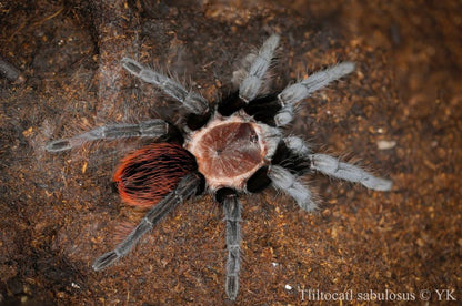 TERRESTRIAL GRAB N GO KIT: Tliltocatl (Brachypelma) sabulosus (Guatemalan Red-rump) 1.5"+
