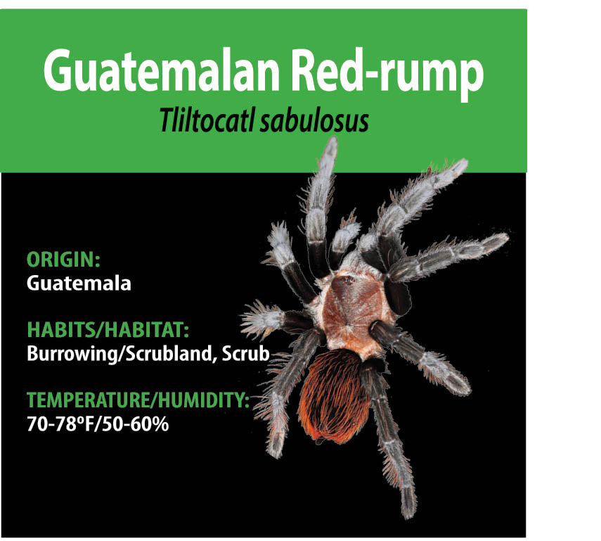 KIT PARA LLEVAR: Tliltócatl (Brachypelma) sabulosus (Guatemalteco de grupa roja)