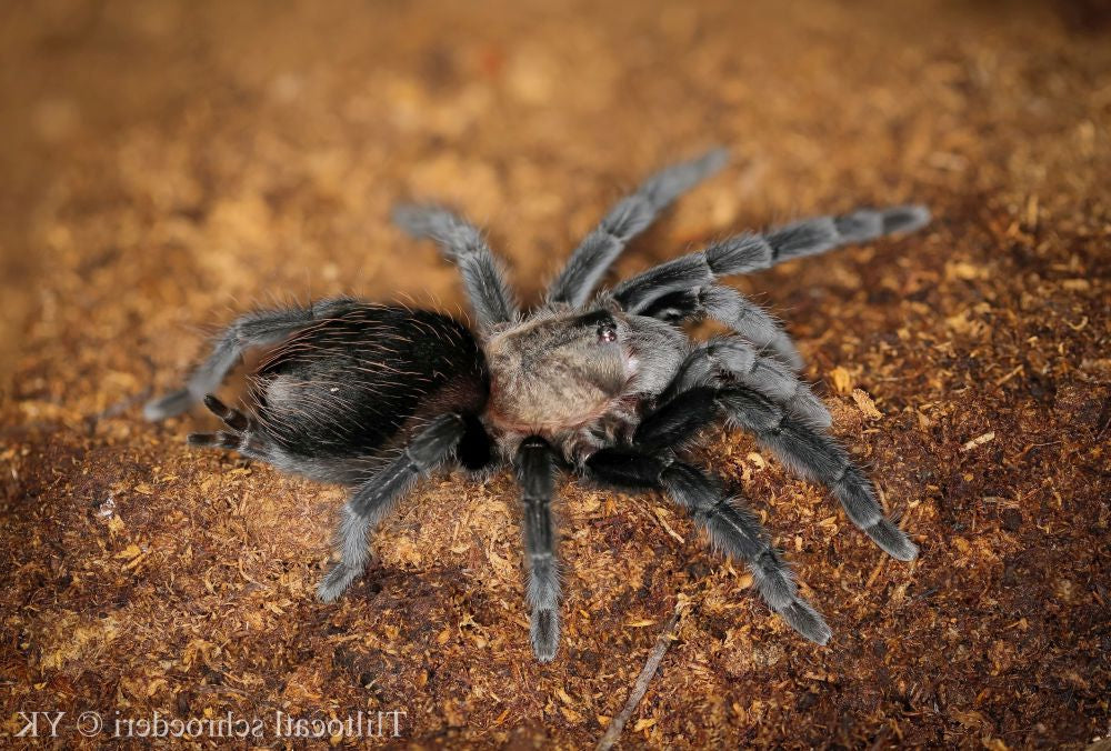Tliltocatl (Brachypelma) schroederi (Mexican Black Velvet) Tarantula