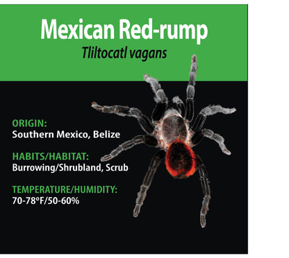 GRAB N GO キット: Tliltocatl vagans (メキシコアカヒゲ)