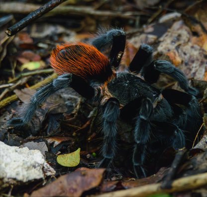GRAB N GO キット: Tliltocatl vagans (メキシコアカヒゲ)