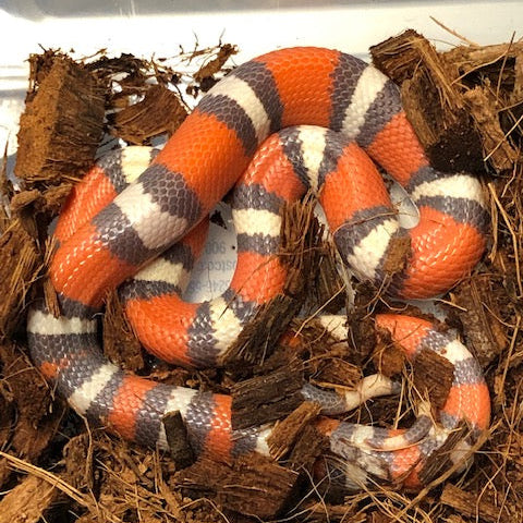 Serpiente Lechera: Hondureña - Tricolor