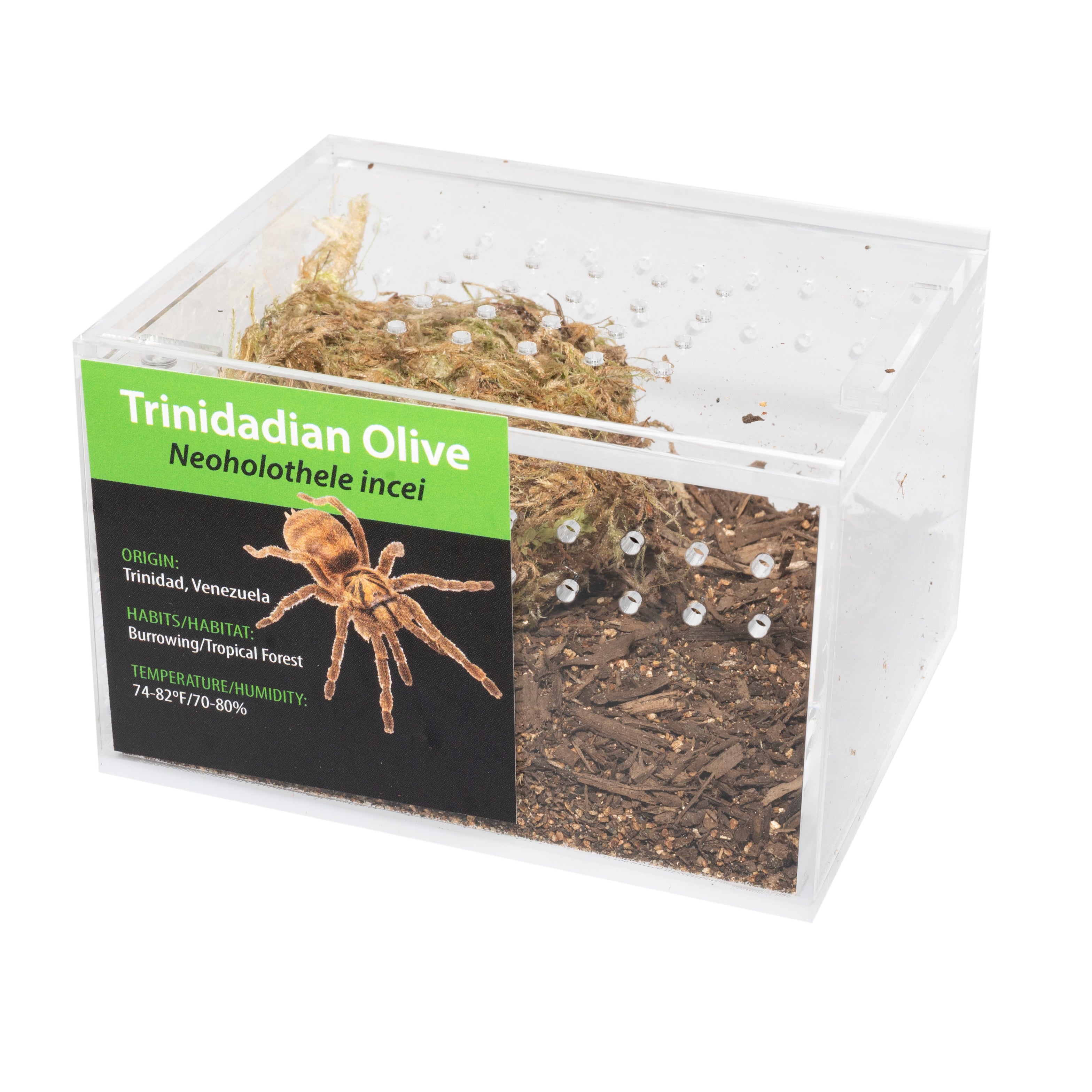 KIT PARA LLEVAR: Neoholothele incei (olivo de Trinidad)