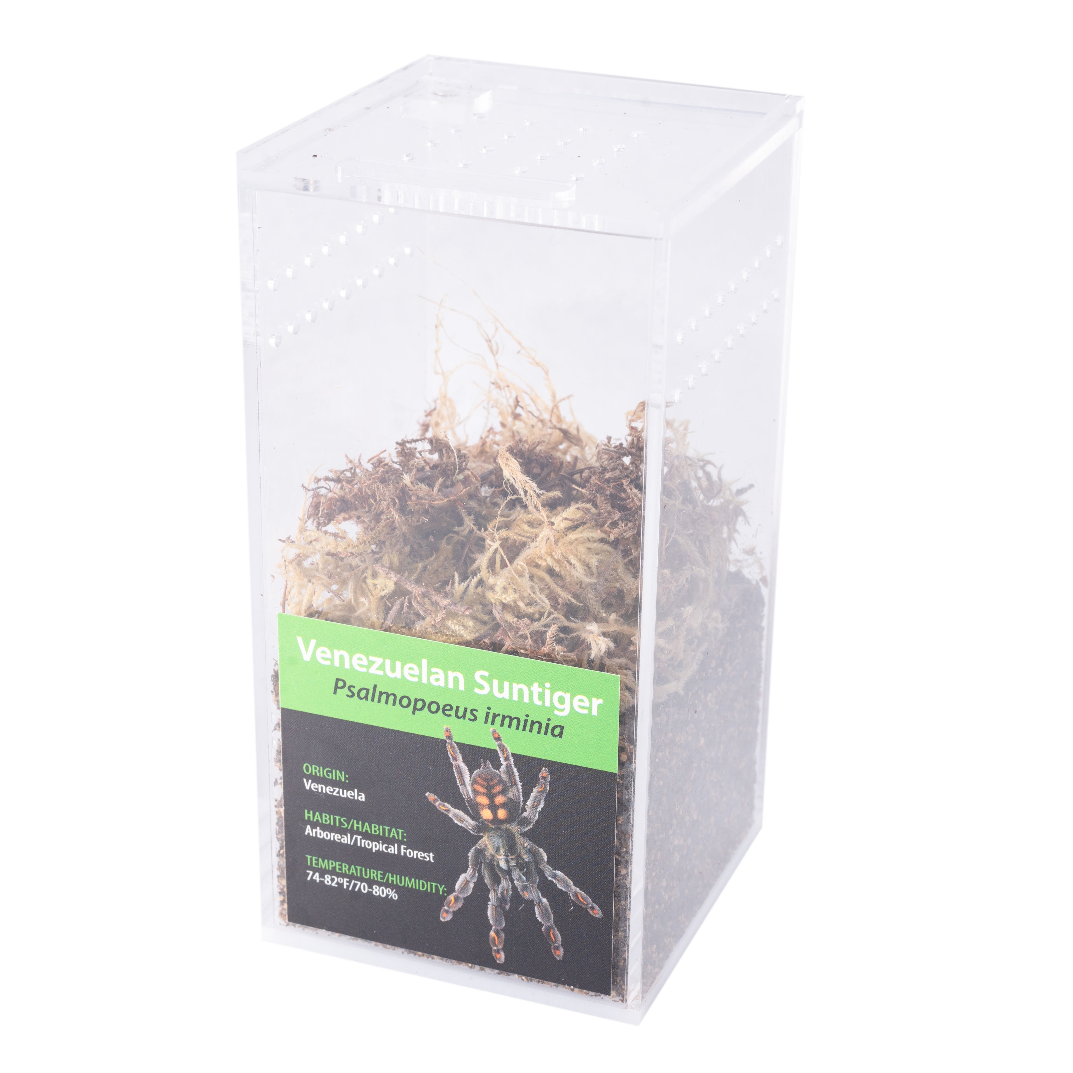 GRAB N GO KIT: Psalmopoeus irminia (ベネズエラ サンタイガー)