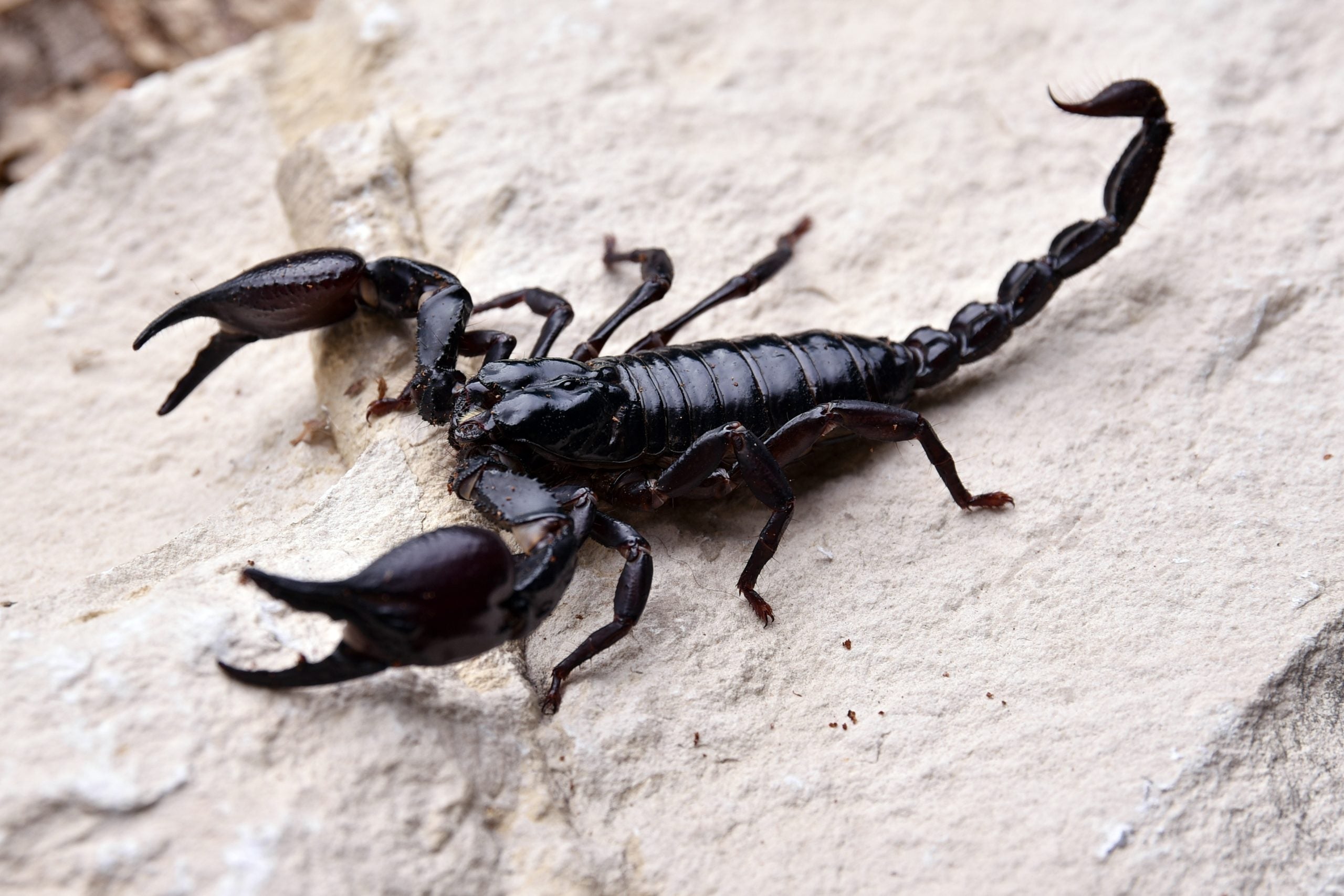 Heterometrus laoticus (Escorpión de la Selva Negra de Laos) 1"