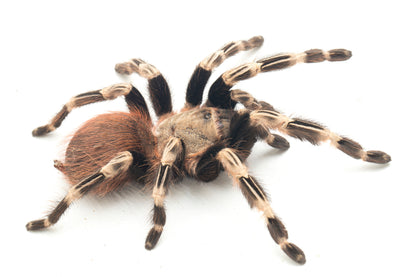 TERRESTRIAL GRAB N GO KIT: Vitalius chromatus (Brazilian Red & White) 1.5"+