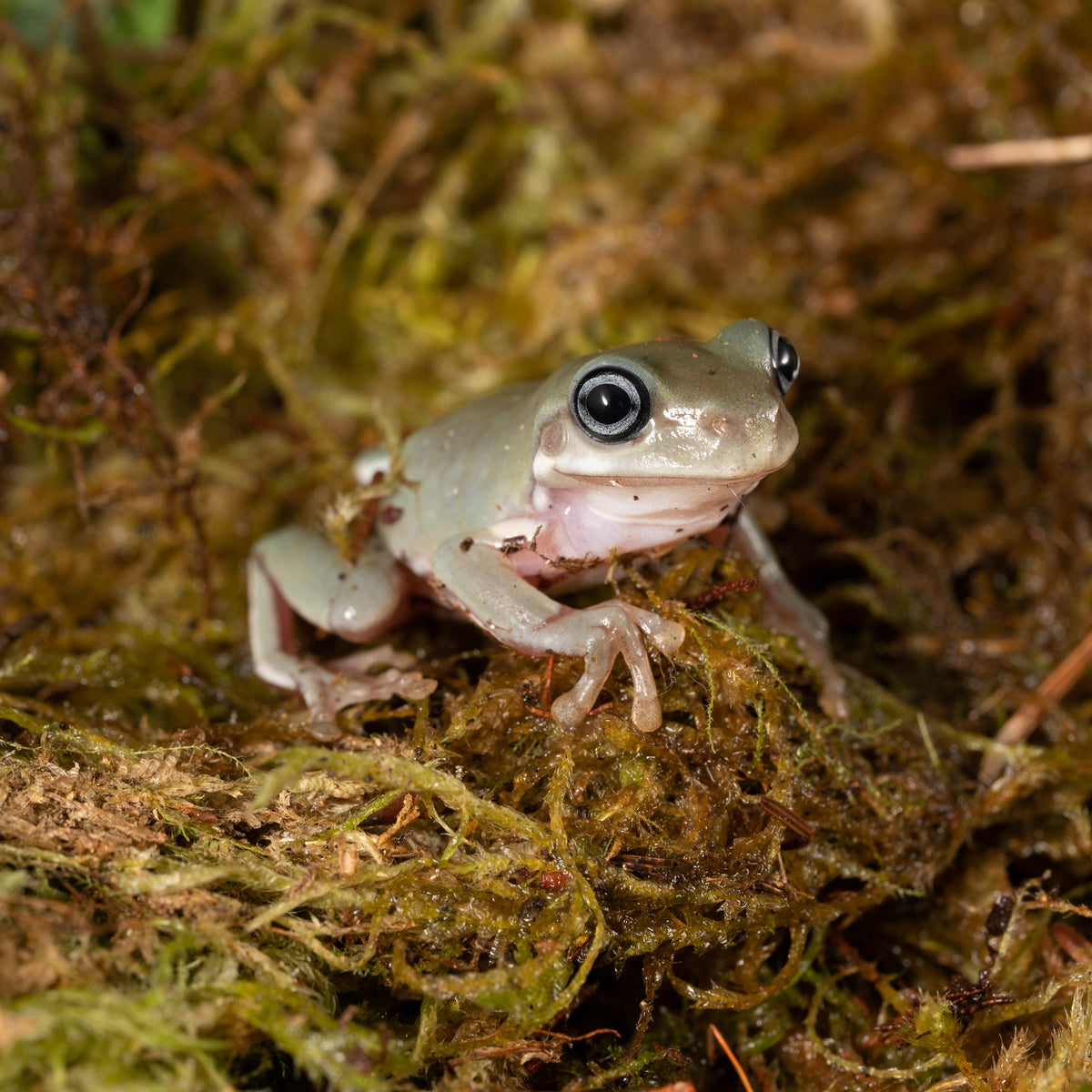 White's Tree Frog