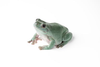 White's Tree Frog
