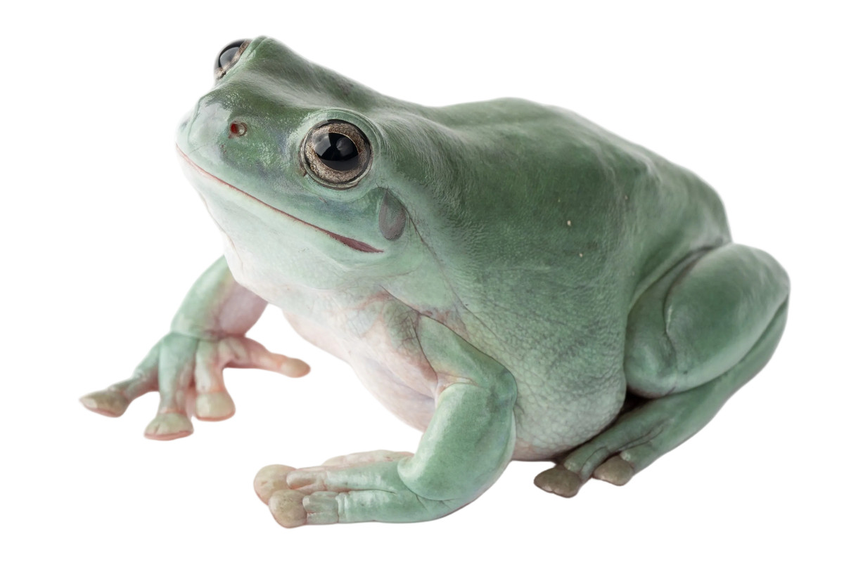White's Tree Frog