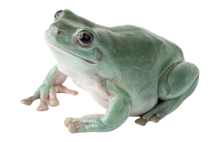 White's Tree Frog