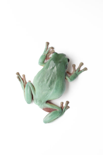 White's Tree Frog