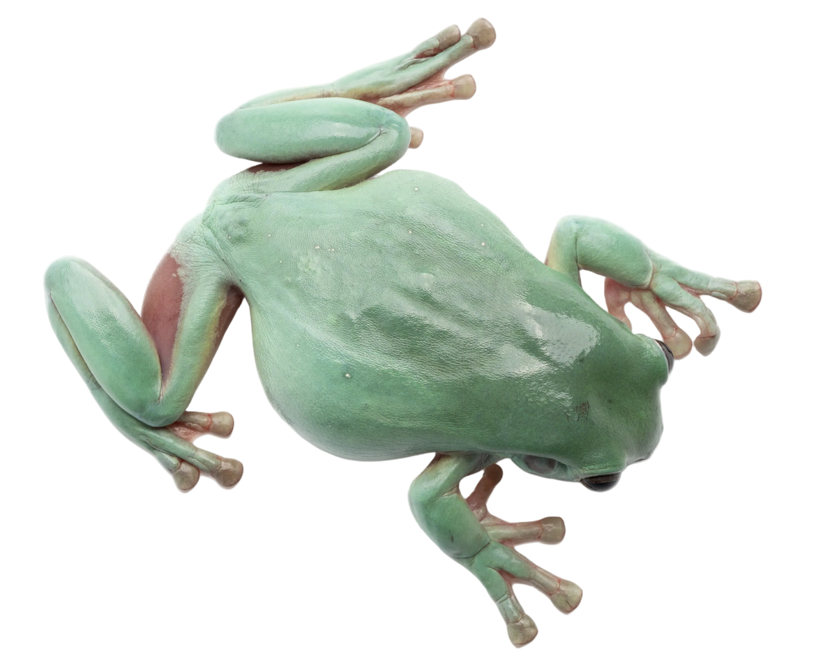 White's Tree Frog