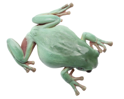 White's Tree Frog