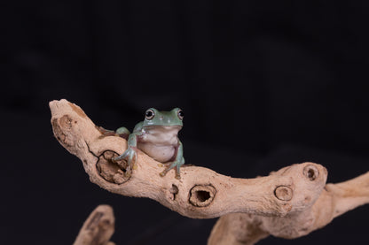 White's Tree Frog