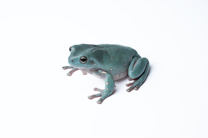 White's Tree Frog