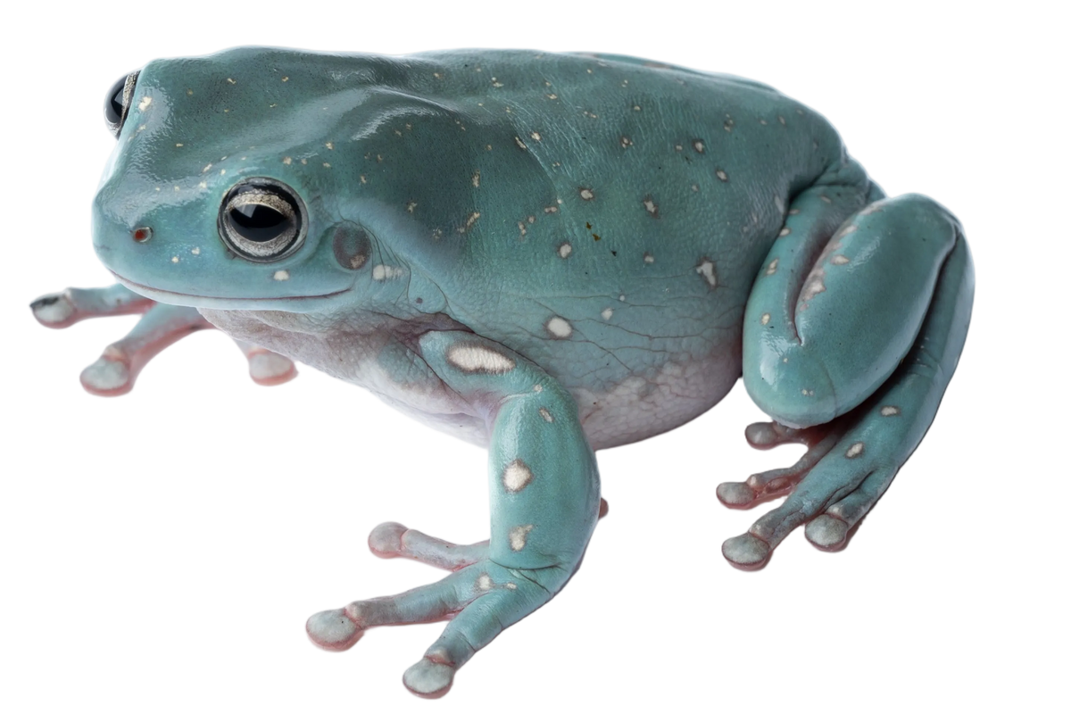 White's Tree Frog