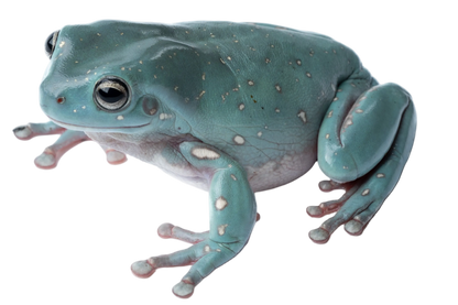 White's Tree Frog