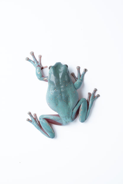White's Tree Frog
