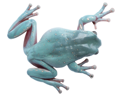 White's Tree Frog