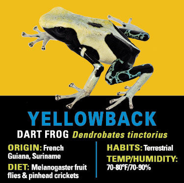 GRAB N GO KIT: Dart Frog - YELLOWBACK