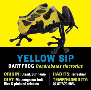 GRAB N GO KIT: Dart Frog - YELLOW SIP