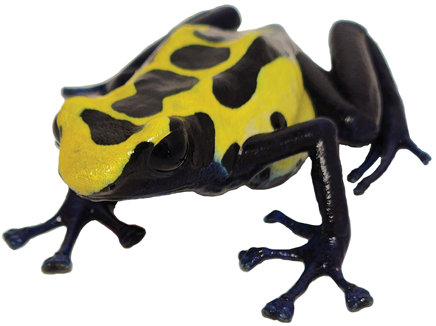 Dart Frog YELLOW SIP