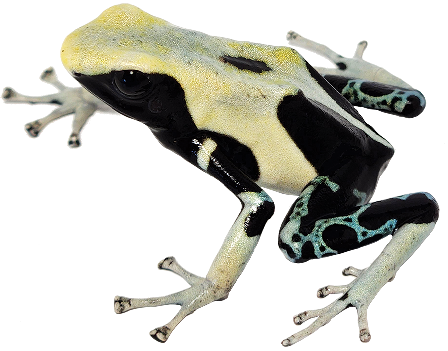 Dart Frog YELLOWBACK