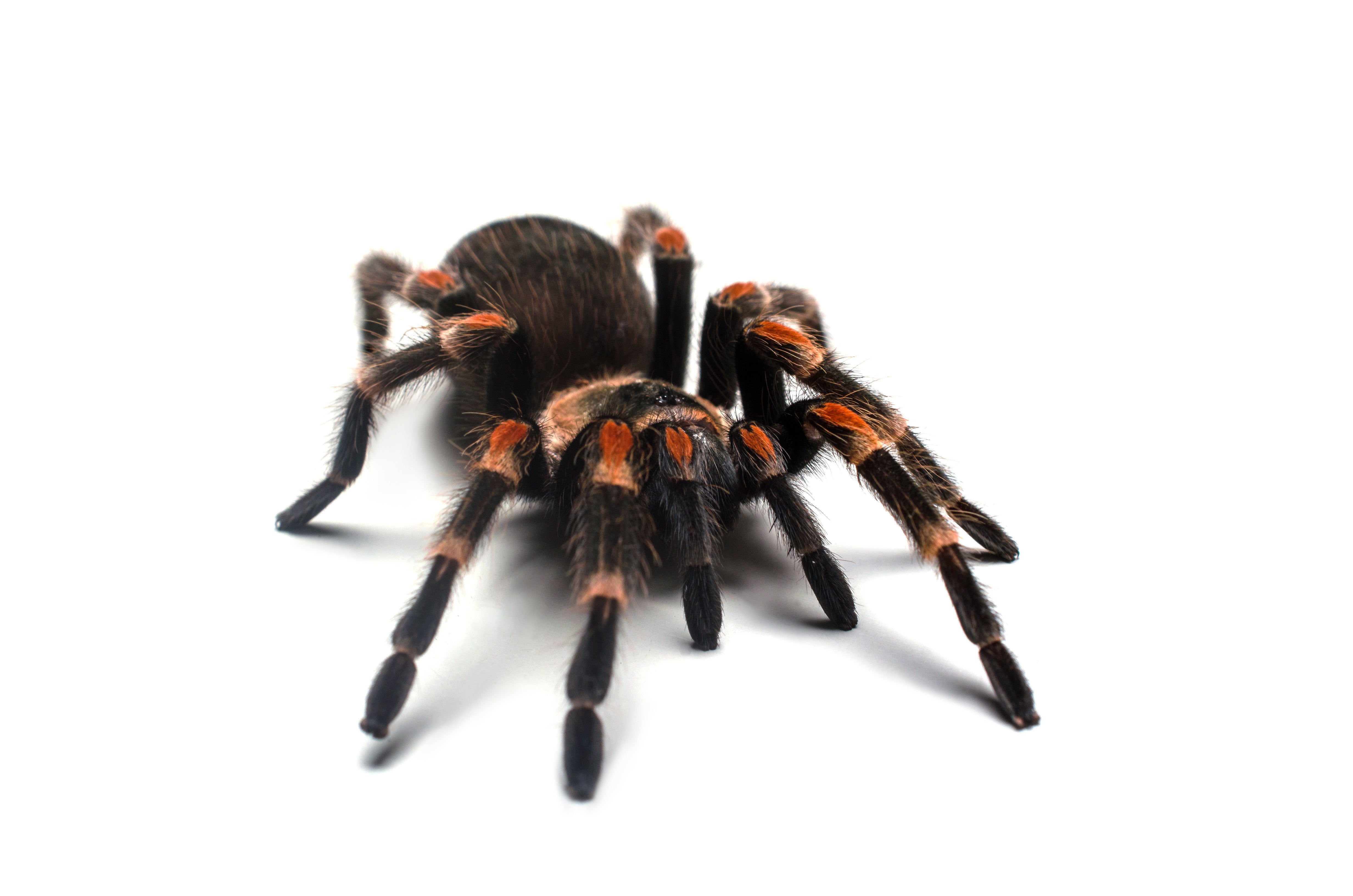 Brachypelma auratum (Brachypelma auratum) 4.5 - 5.5" HEMBRA ADULTA