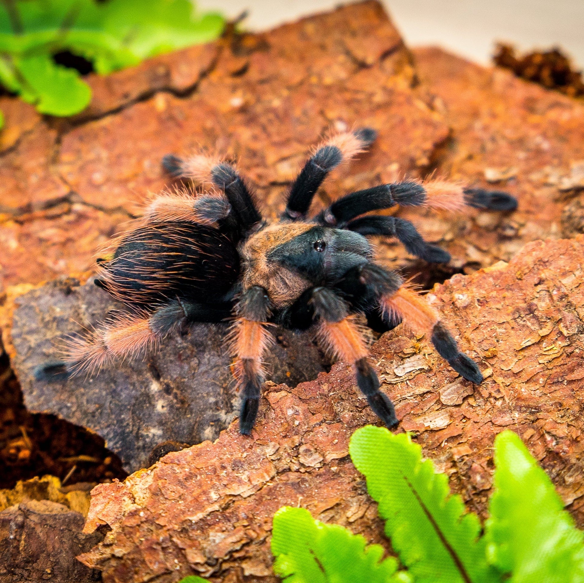 Brachypelma emilia (Mexican Painted Red-leg) 2" Bulk