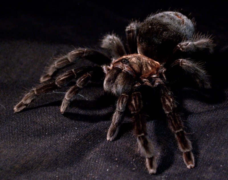 Tliltocatl (Brachypelma) schroederi (Mexican Black Velvet) Tarantula
