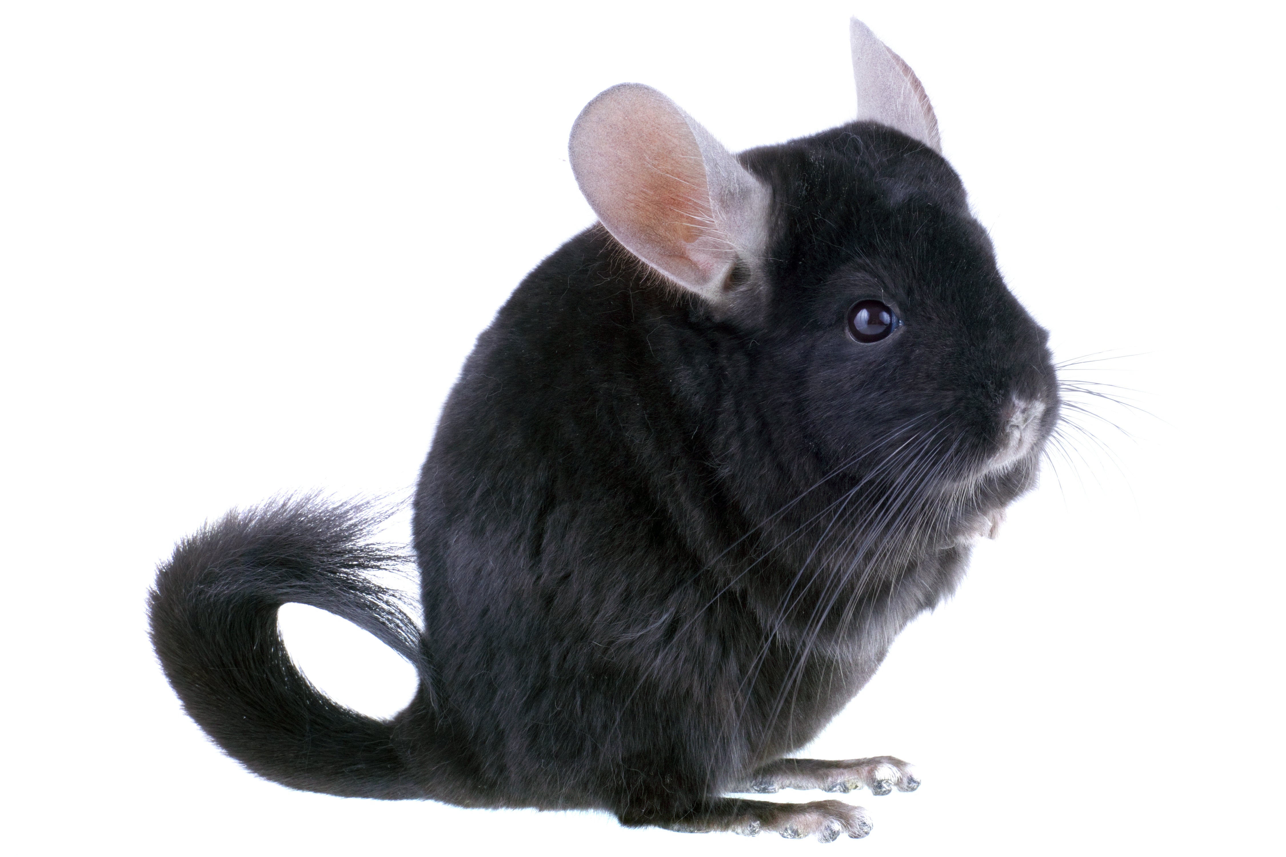 Chinchillas