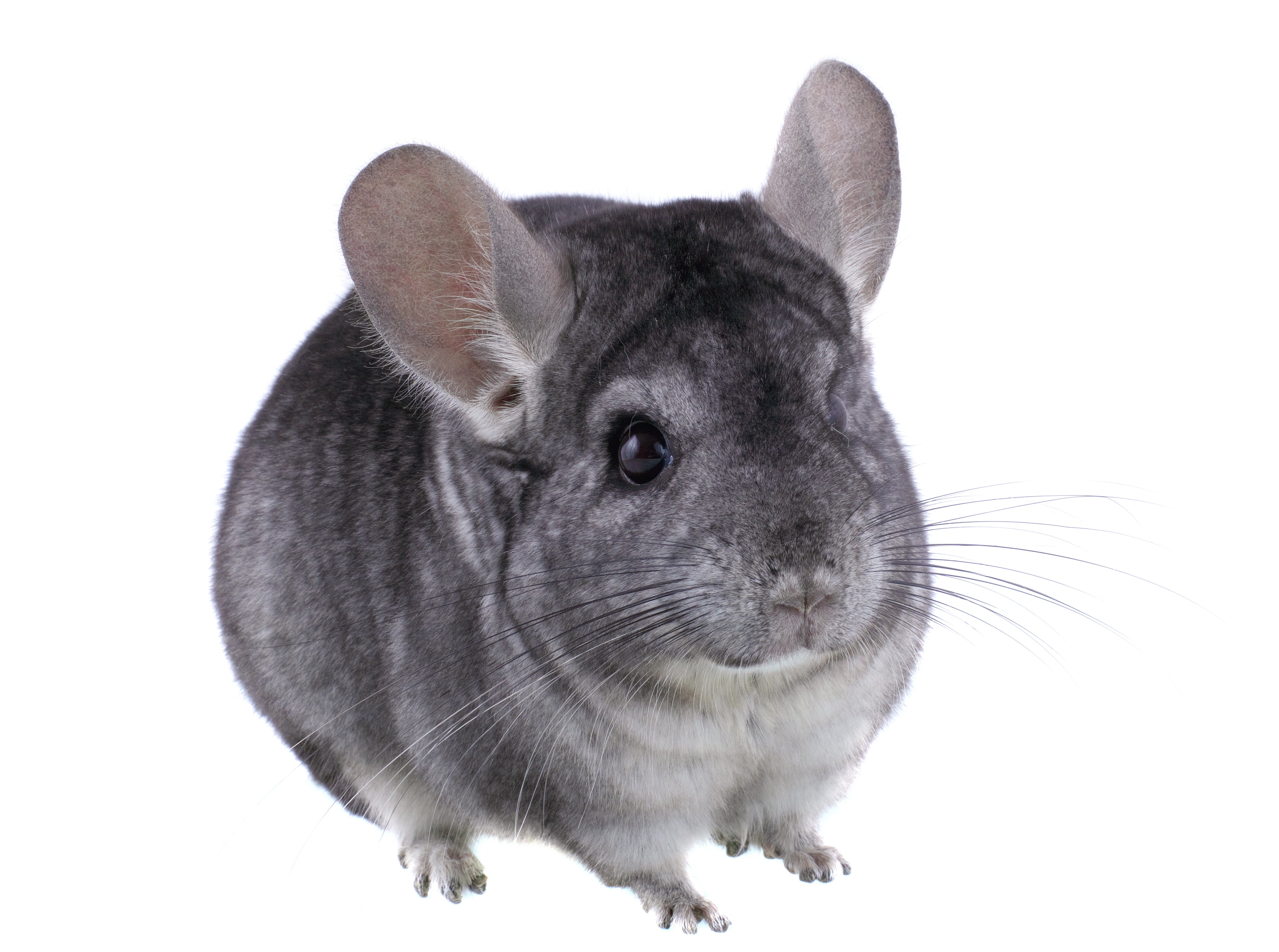 Chinchillas