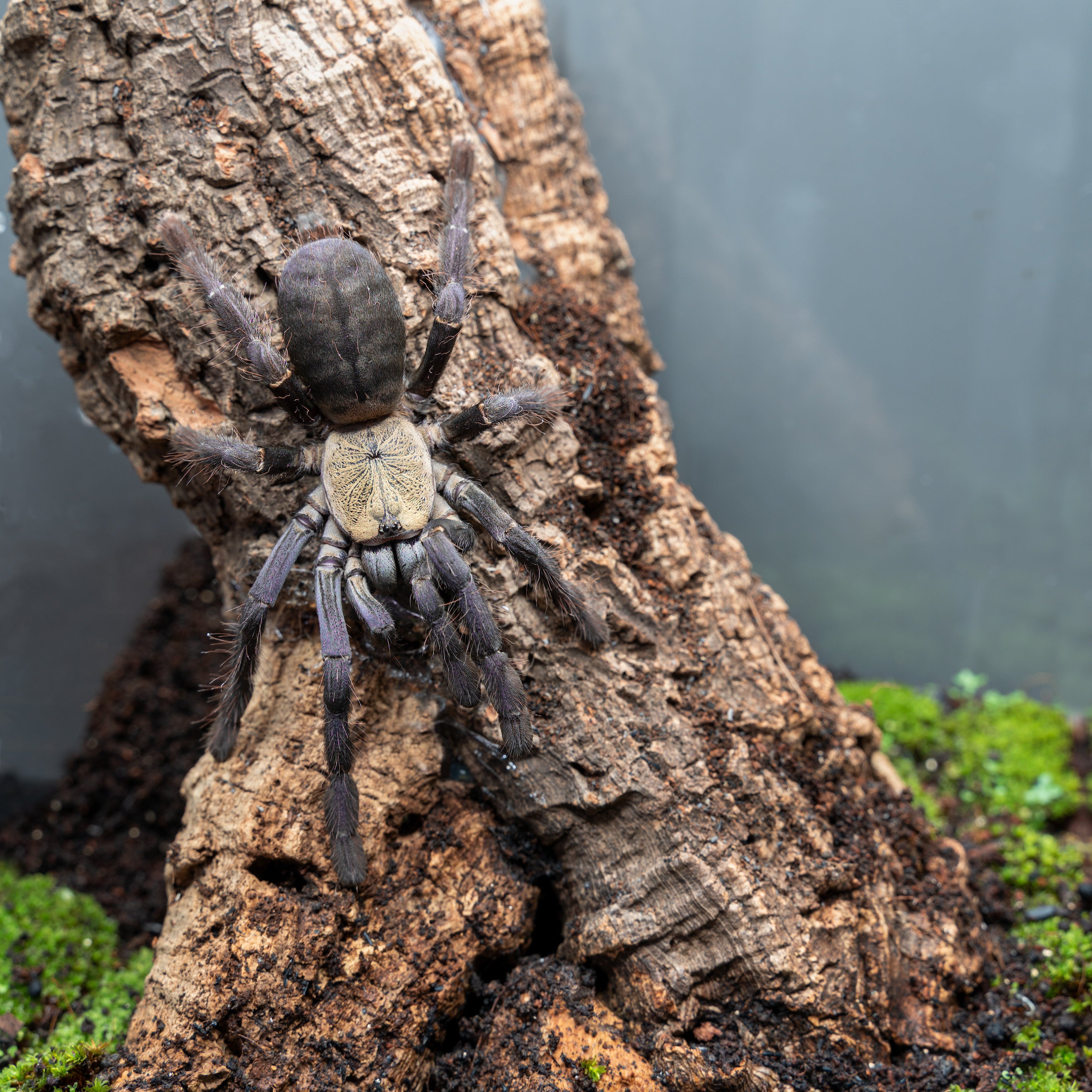 Cyriopagopus (Lampropelma) sp. 'Hati Hati' (Tigre de Tierra Púrpura de Borneo) 3 - 4" SA/HEMBRA ADULTA