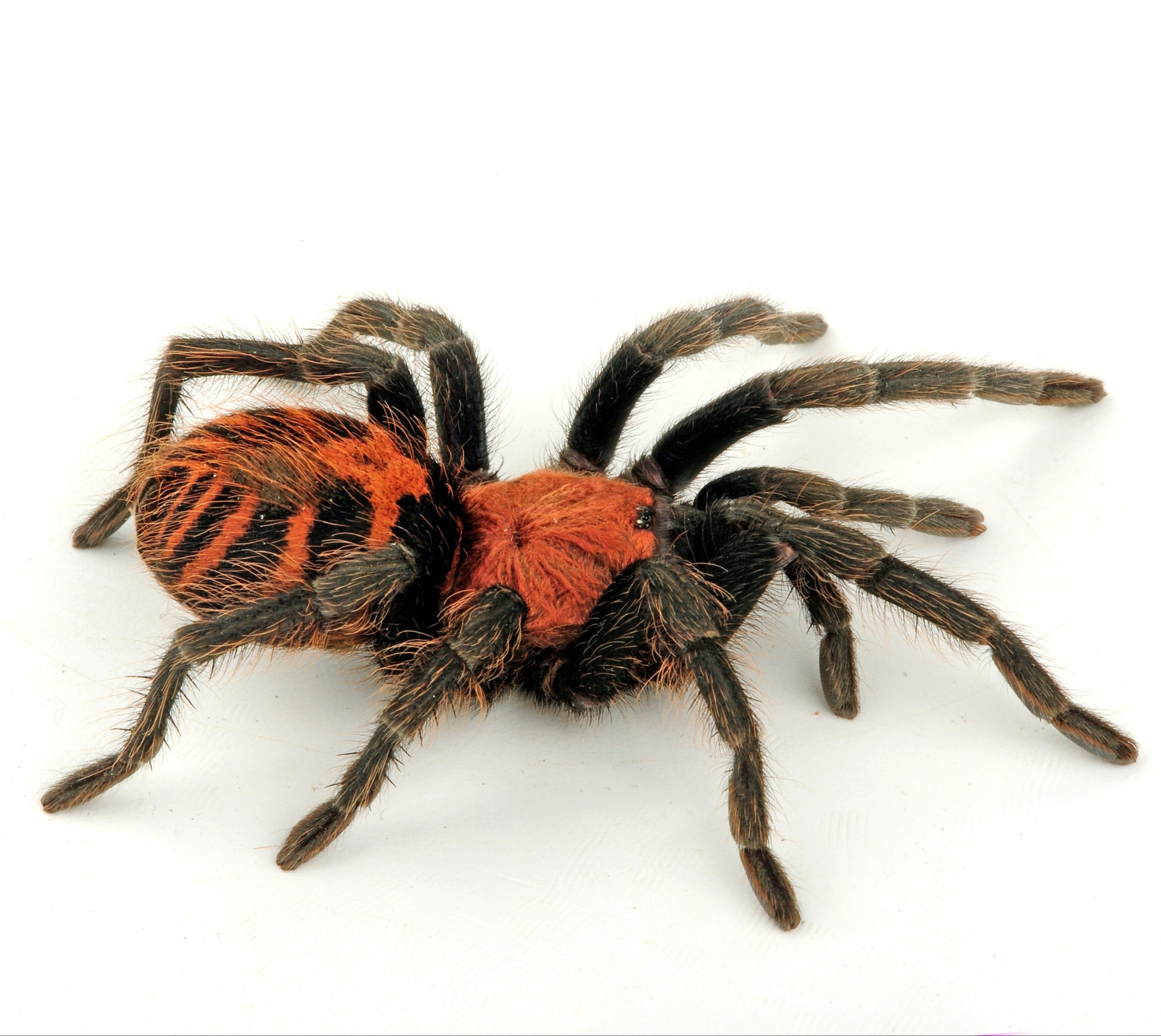 Davus fasciatus (Costa Rican Tiger-rump) Tarantula