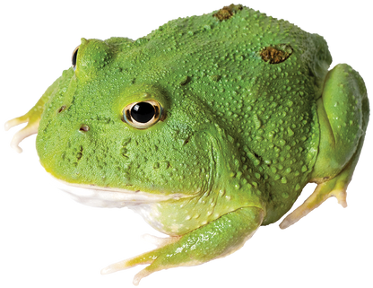 Pacman Frog 2 SPOT MATCHA