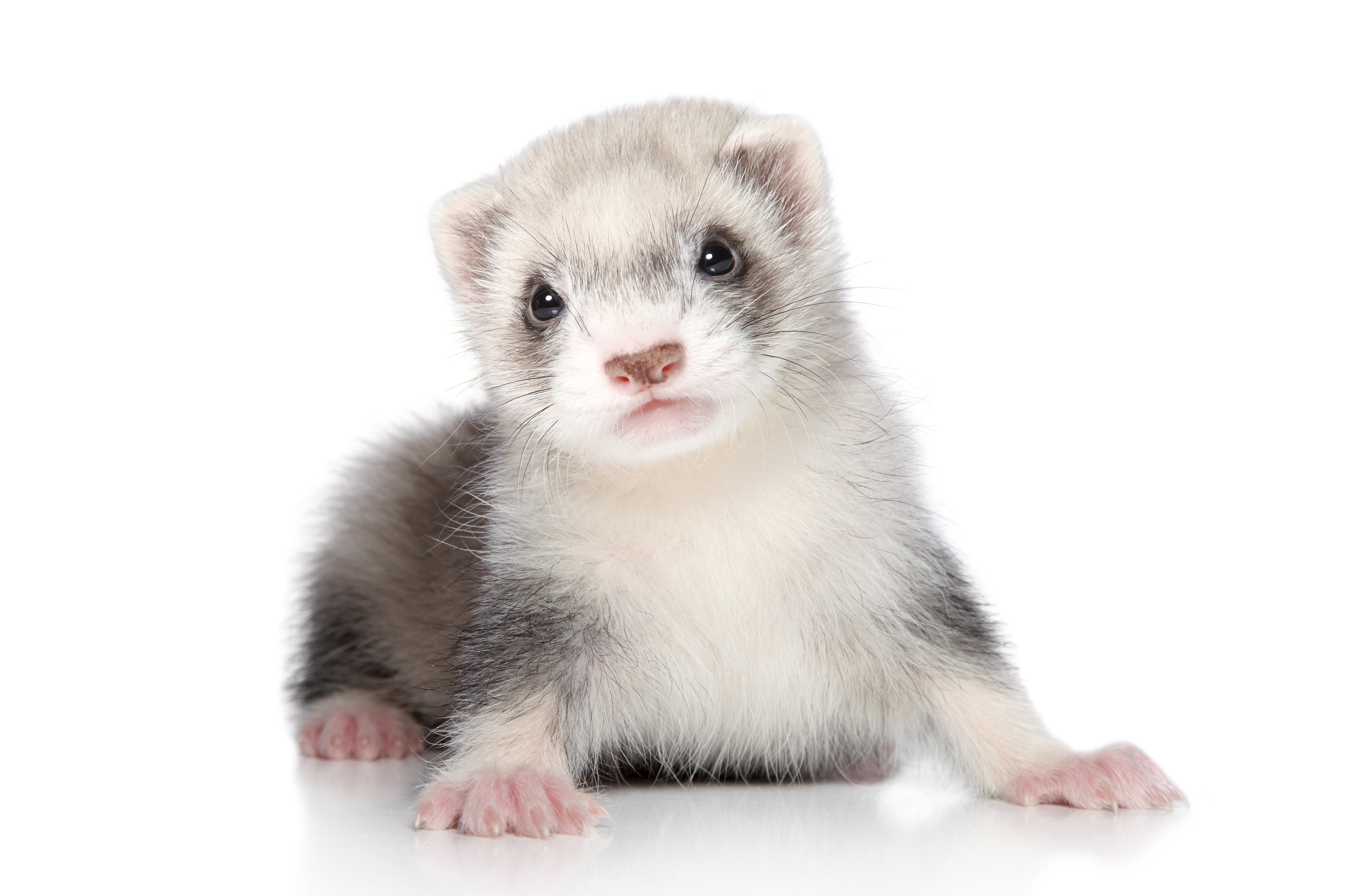 Ferret (Marshall Farms) MALE OR FEMALE