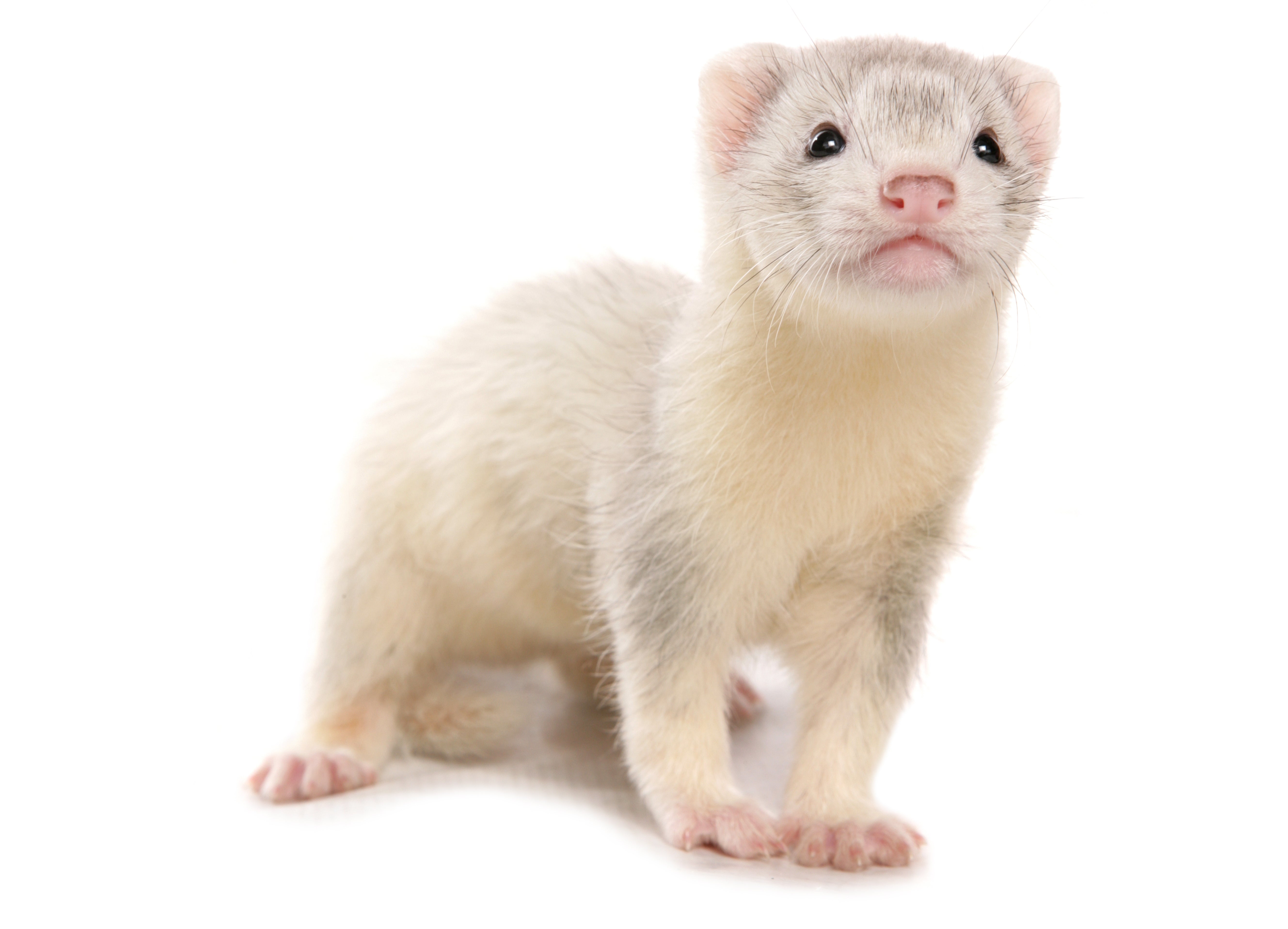 Ferret (Marshall Farms) MALE OR FEMALE