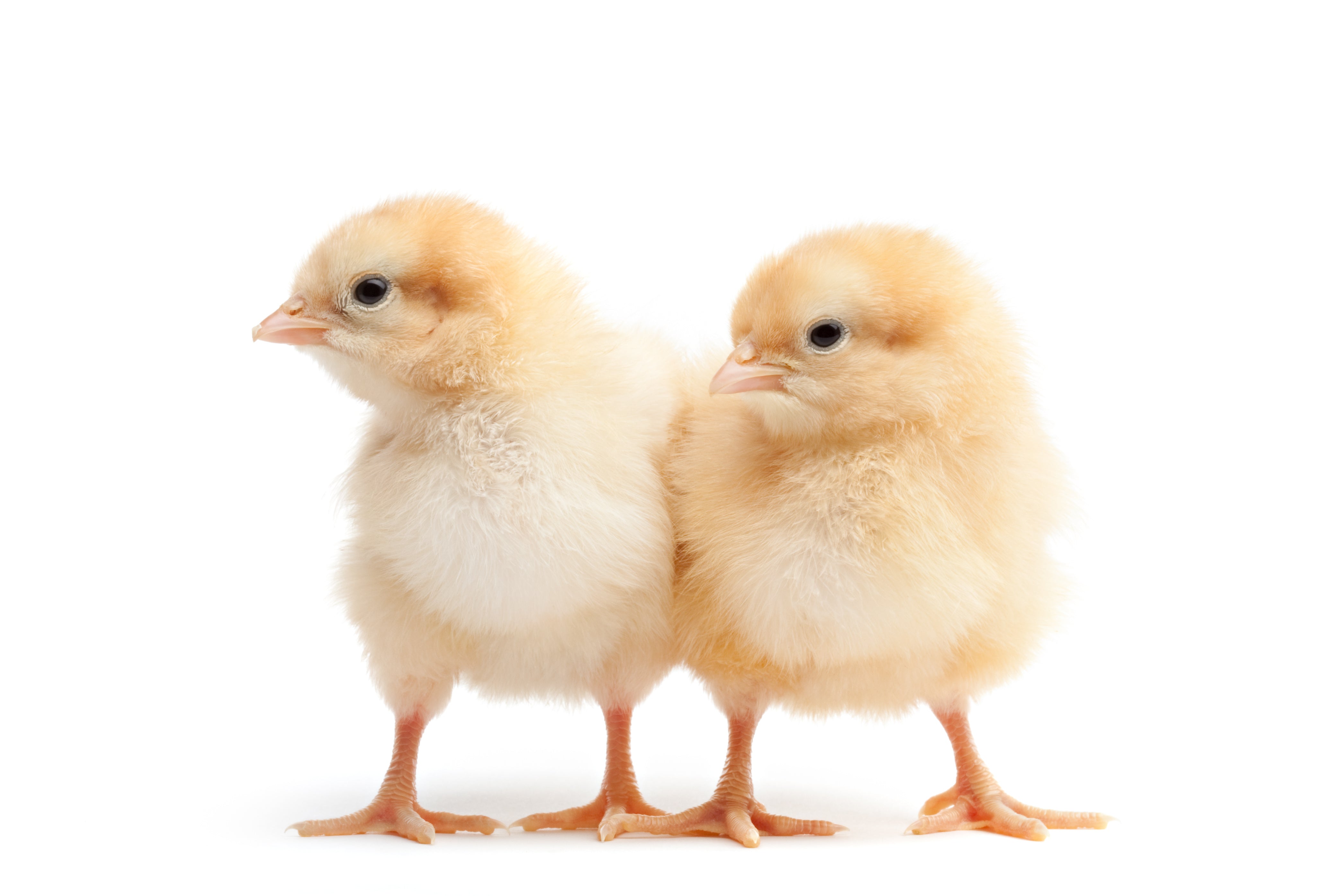 Frozen Extra Small Chicks