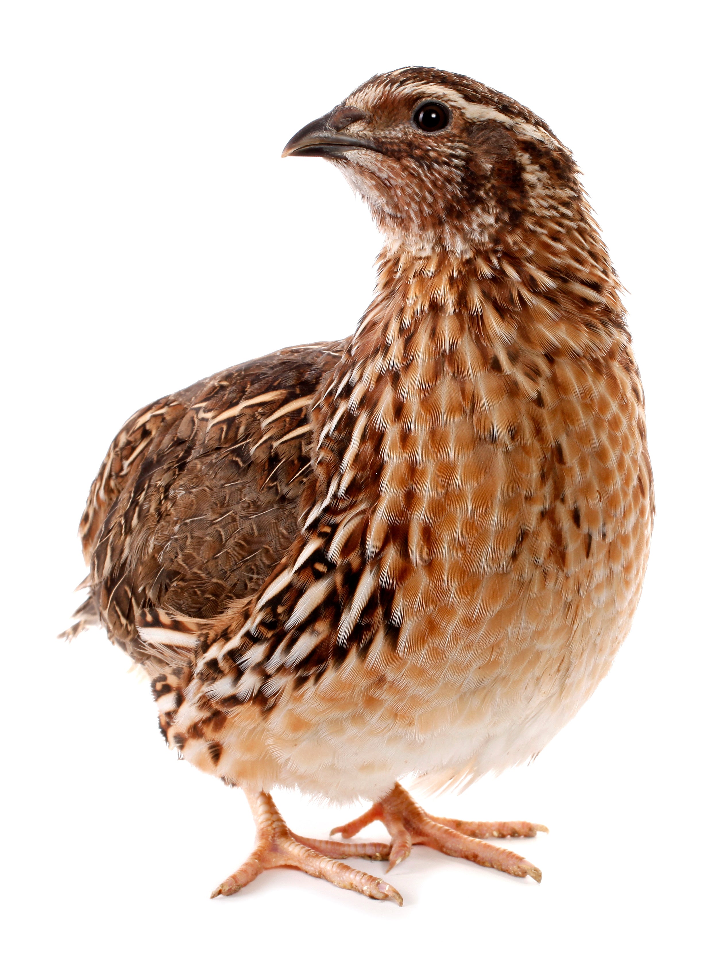 Frozen 6 Week Old Quail