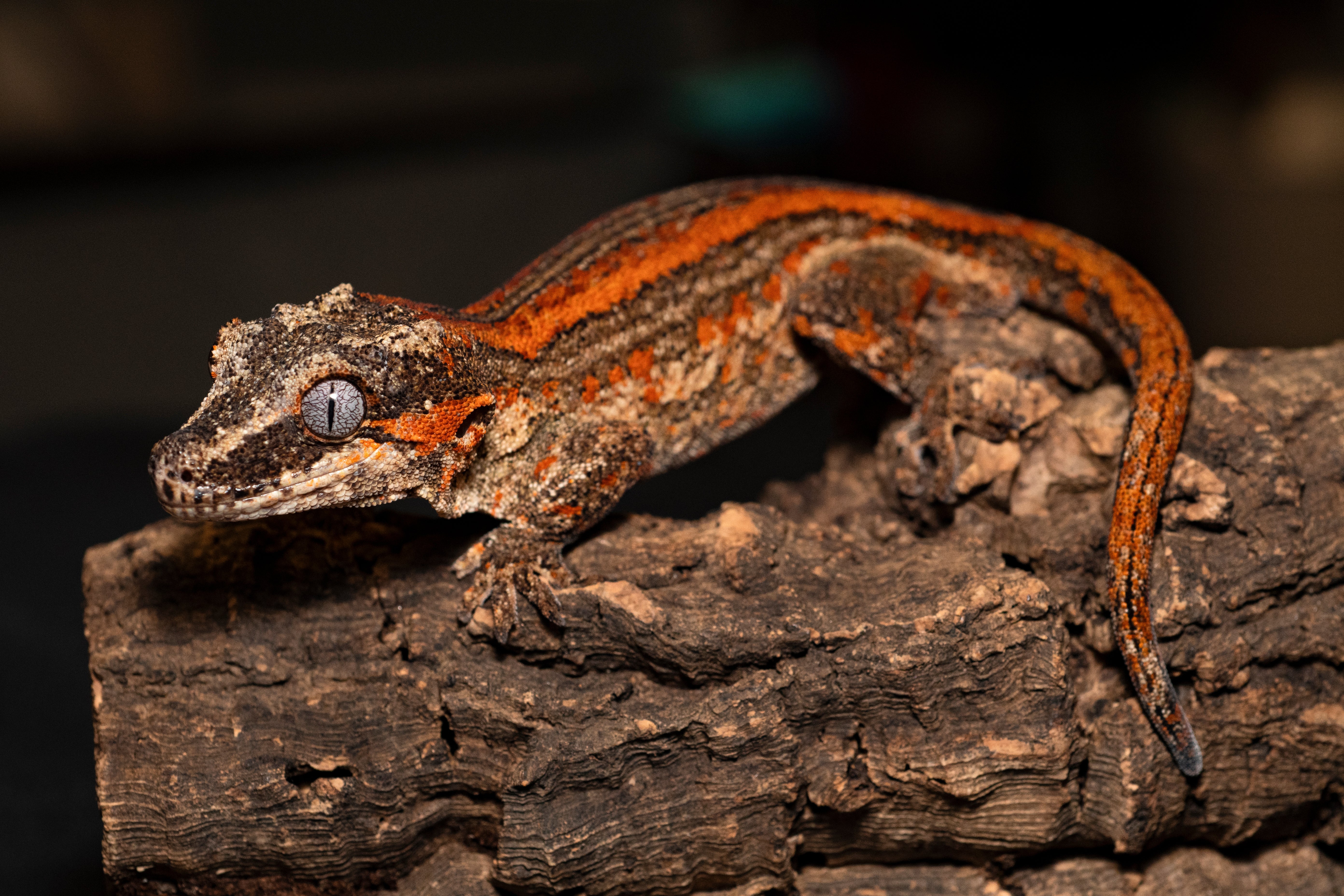 Gargoyle Gecko *NEW*