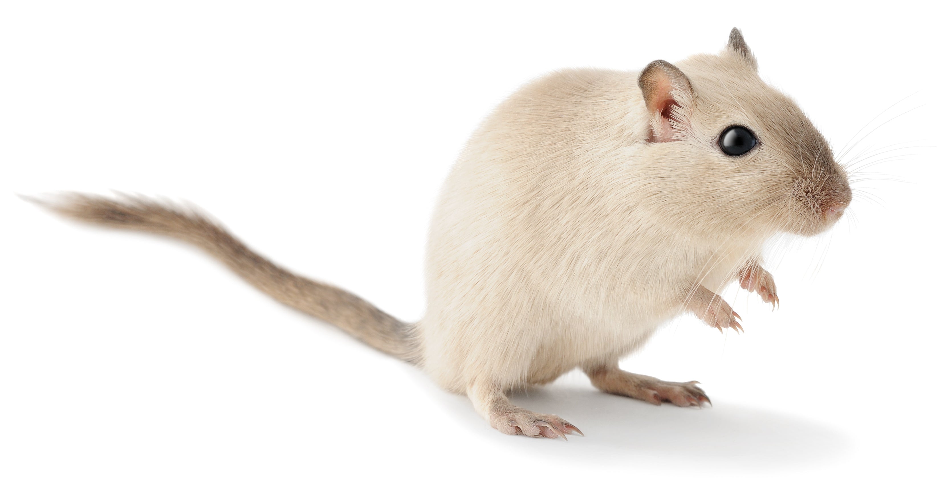 Gerbil