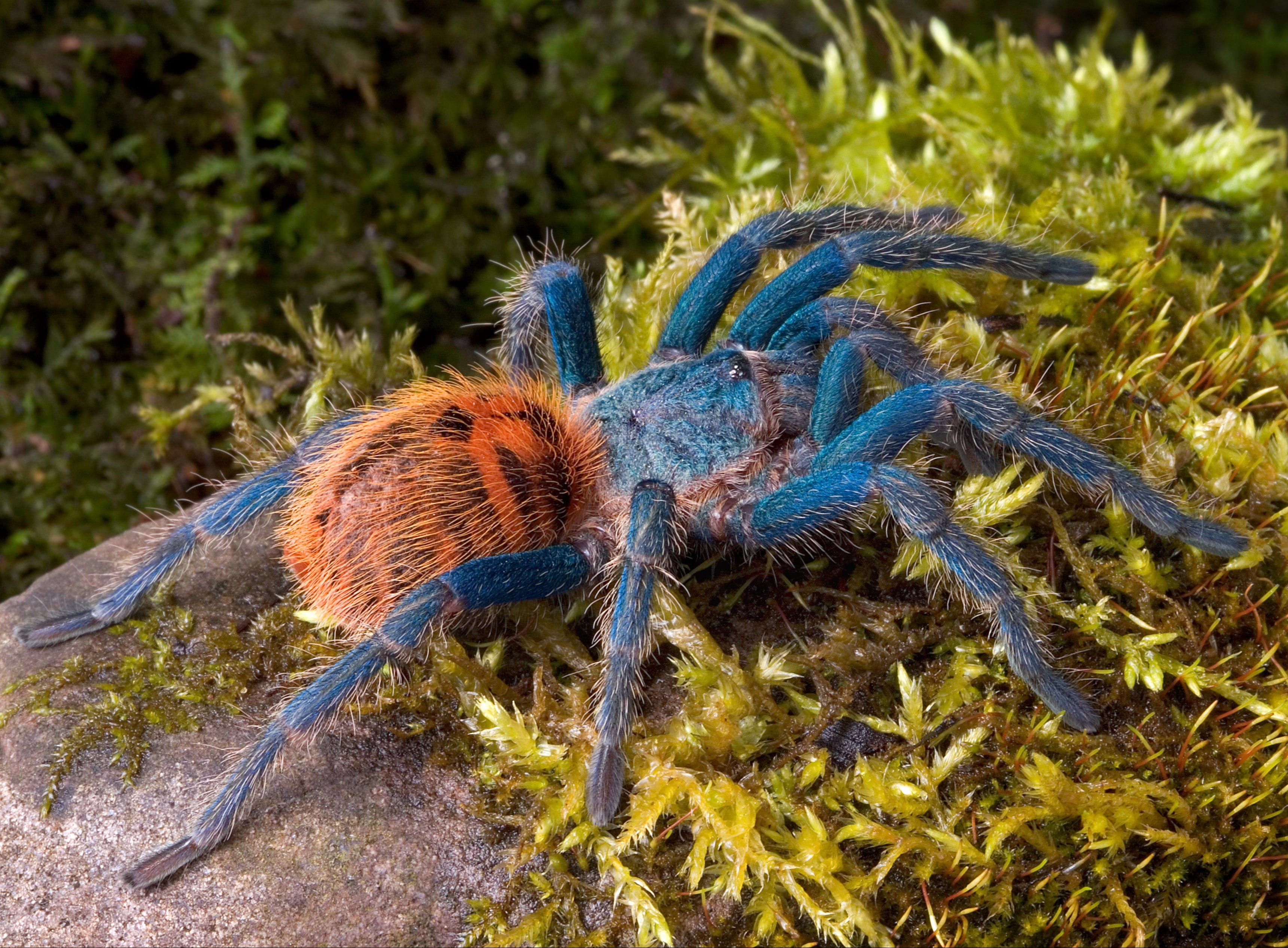 Chromatopelma cyaneopubescens (Mosca Venezolana Azul) HEMBRA ADULTA DE 4-5"
