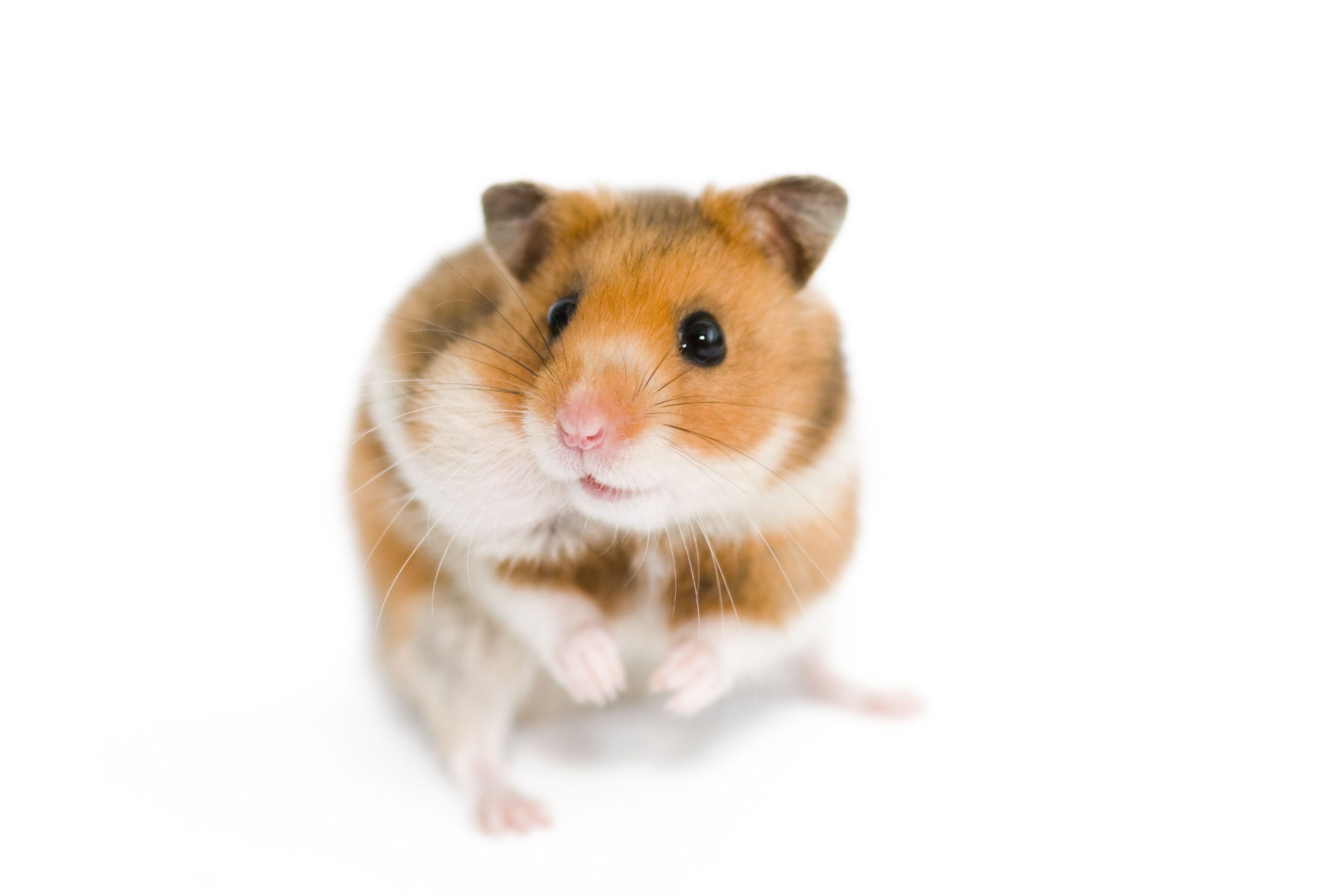 Syrian Hamster